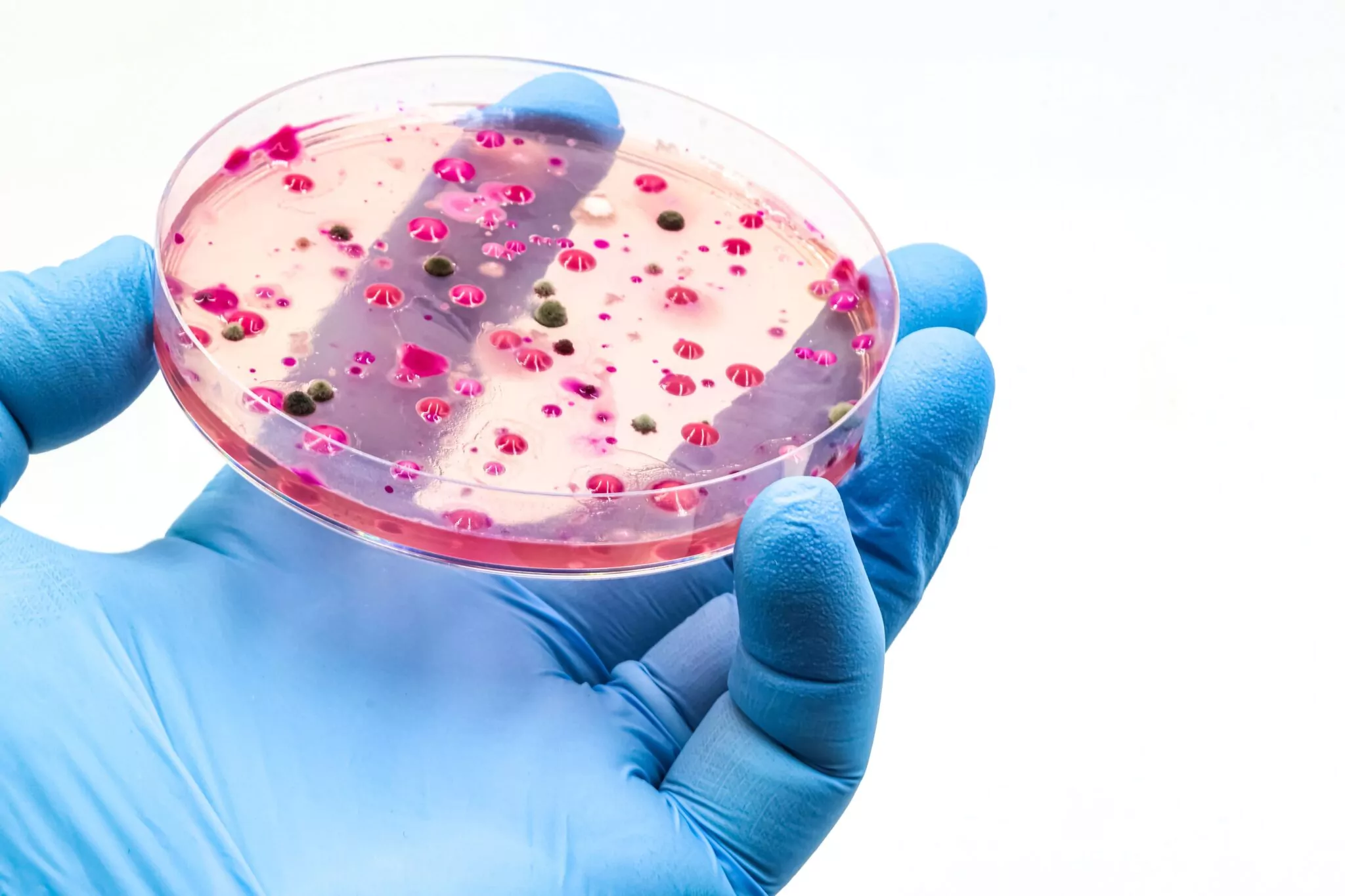 Co-culture: the science behind efficient multi-strain bacterial manufacturing